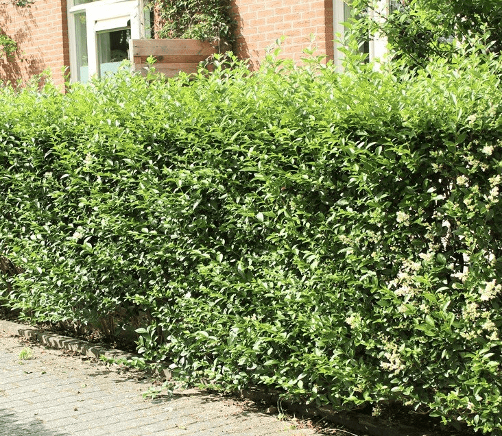 Ligusterhecke düngen - wie und wann?