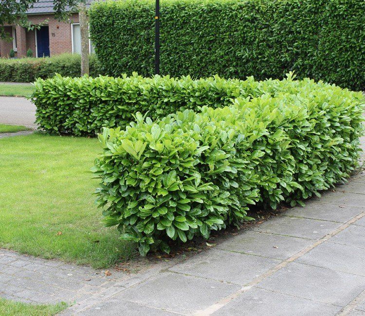 Eine niedrige Hecke als Beeteinfassung pflanzen