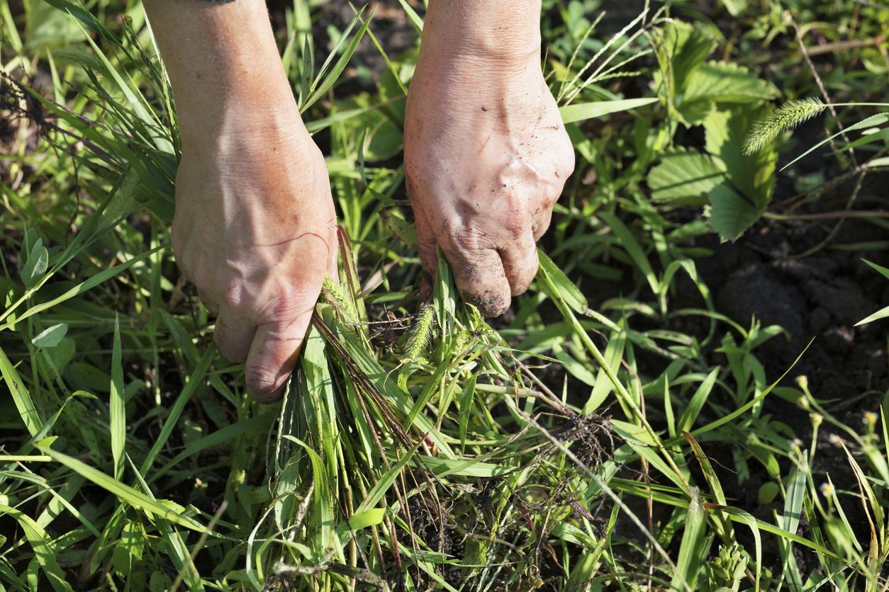 Was hilft gegen Unkraut im Rasen?